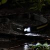 Linterna Minera Waterdog WOL9036 - Luz lateral nocturna Linterna minera Waterdog WOL9036 con luz lateral encendida de noche